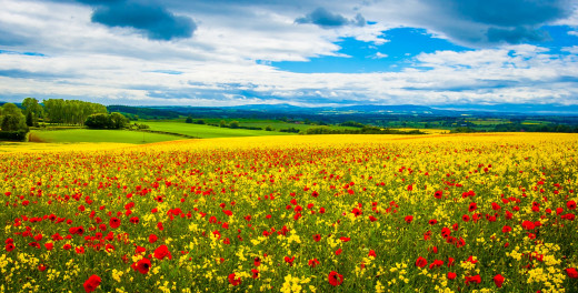 735405 (a): :2200x1114